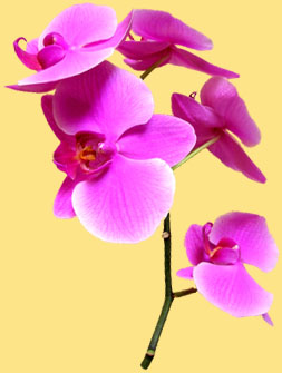 Orchidej